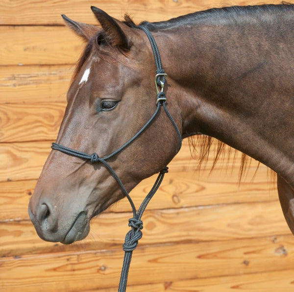 Classic Equine Quick Change Halter With Lead