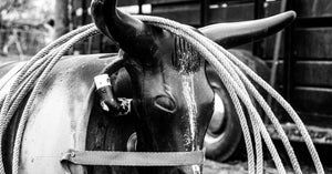 A steer roping dummy with a coiled rope hanging on its right horn. A utility trailer is behind the roping dummy.