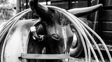 A steer roping dummy with a coiled rope hanging on its right horn. A utility trailer is behind the roping dummy.