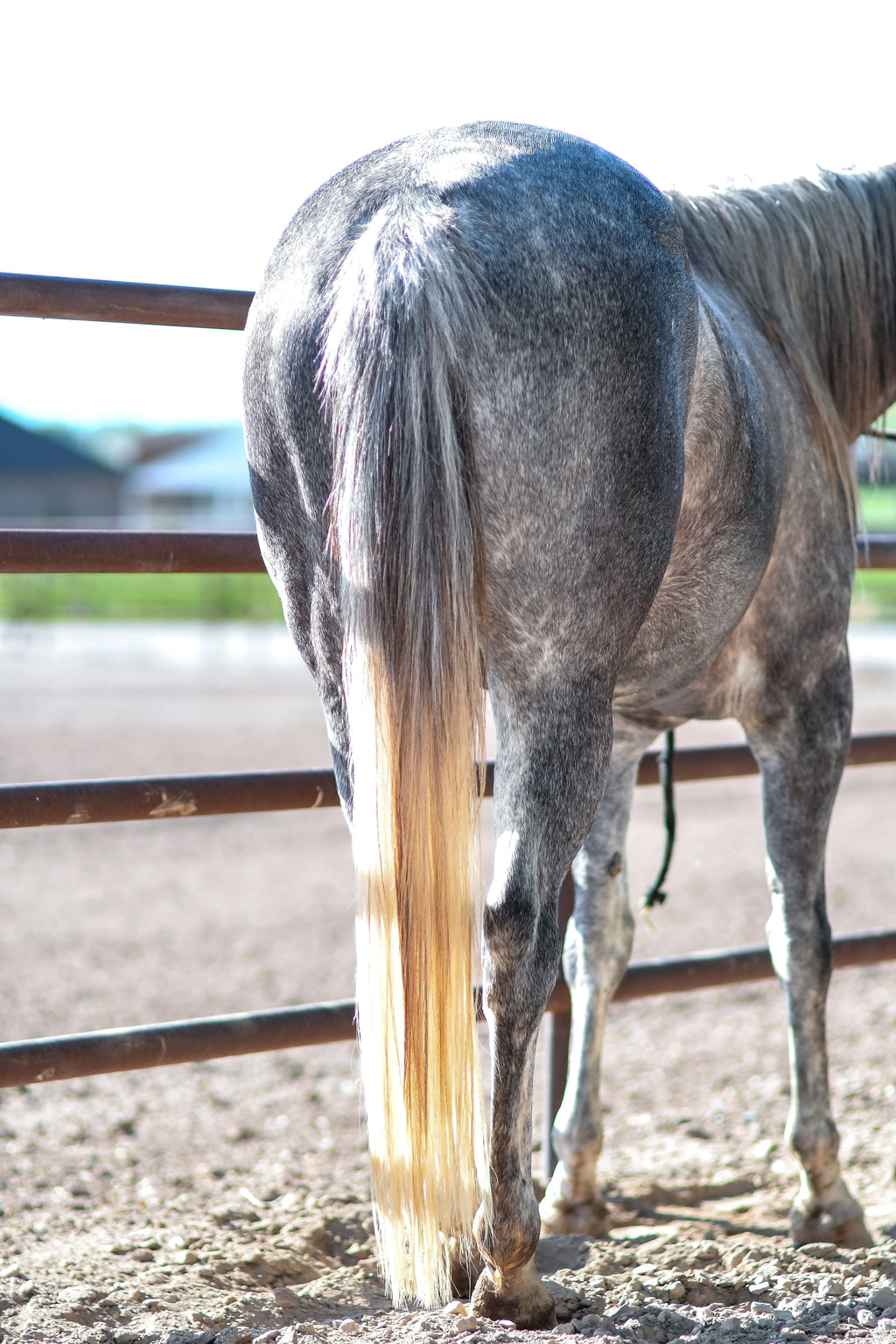 UltraCruz Equine Detangler Spray 32 oz