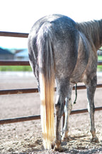 UltraCruz Equine Detangler Spray 32 oz
