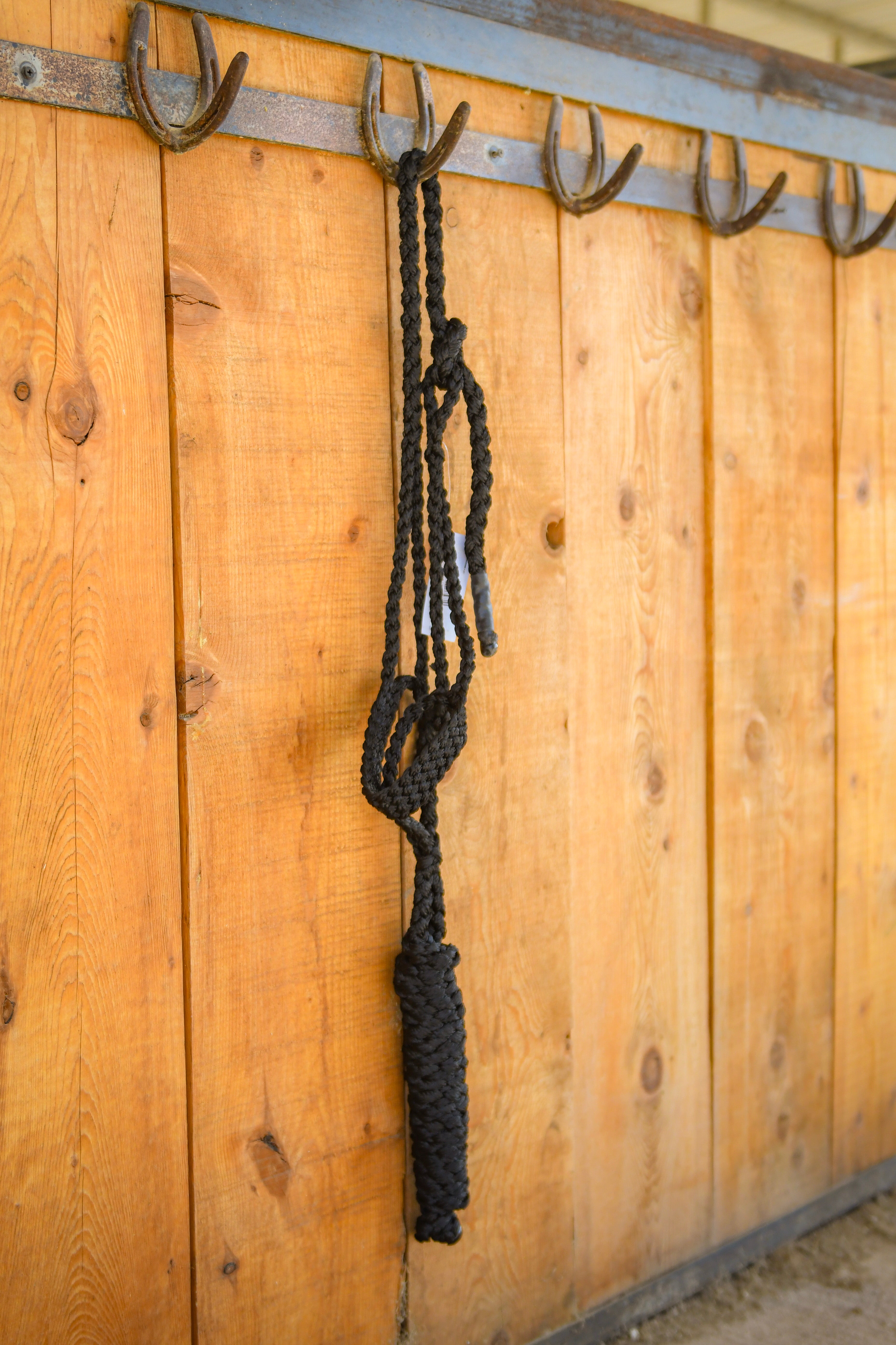 Classic Equine Colored Flat Braid Halter with Lead Rope