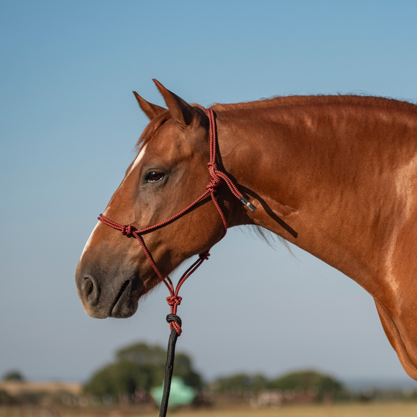 Classic Equine Rope Halter with 9ft Lead