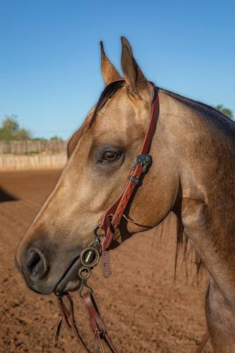 Professional Choice 3/4” Ranch Headstall with Buckle