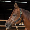 Professional Choice Rope Nose Nylon Halter