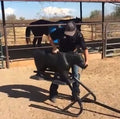 Tuf Kaf breakaway sled with calf dummy being set up by rider in arena, portable roping trainer for breakaway and calf roping practice.