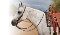 Professional Choice Romel Reins