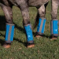 Professional Choice Deluxe Fly Boots
