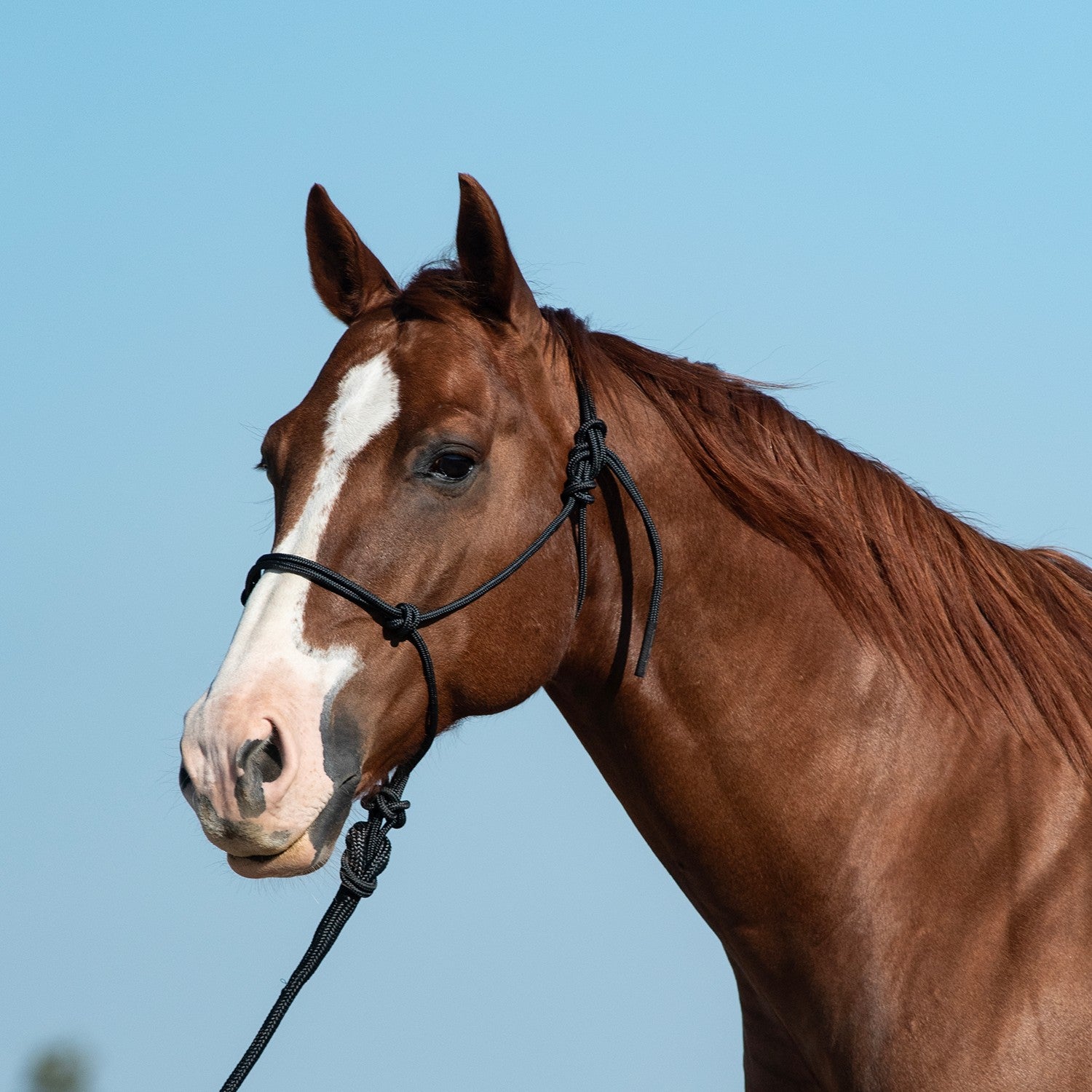 Classic Equine Rope Halter with 9ft Lead