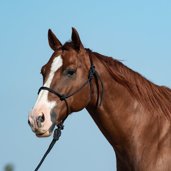 Classic Equine Rope Halter with 9ft Lead