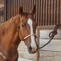 Classic Equine Braided Rawhide Rope Halter With Lead