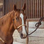 Classic Equine Braided Rawhide Rope Halter With Lead