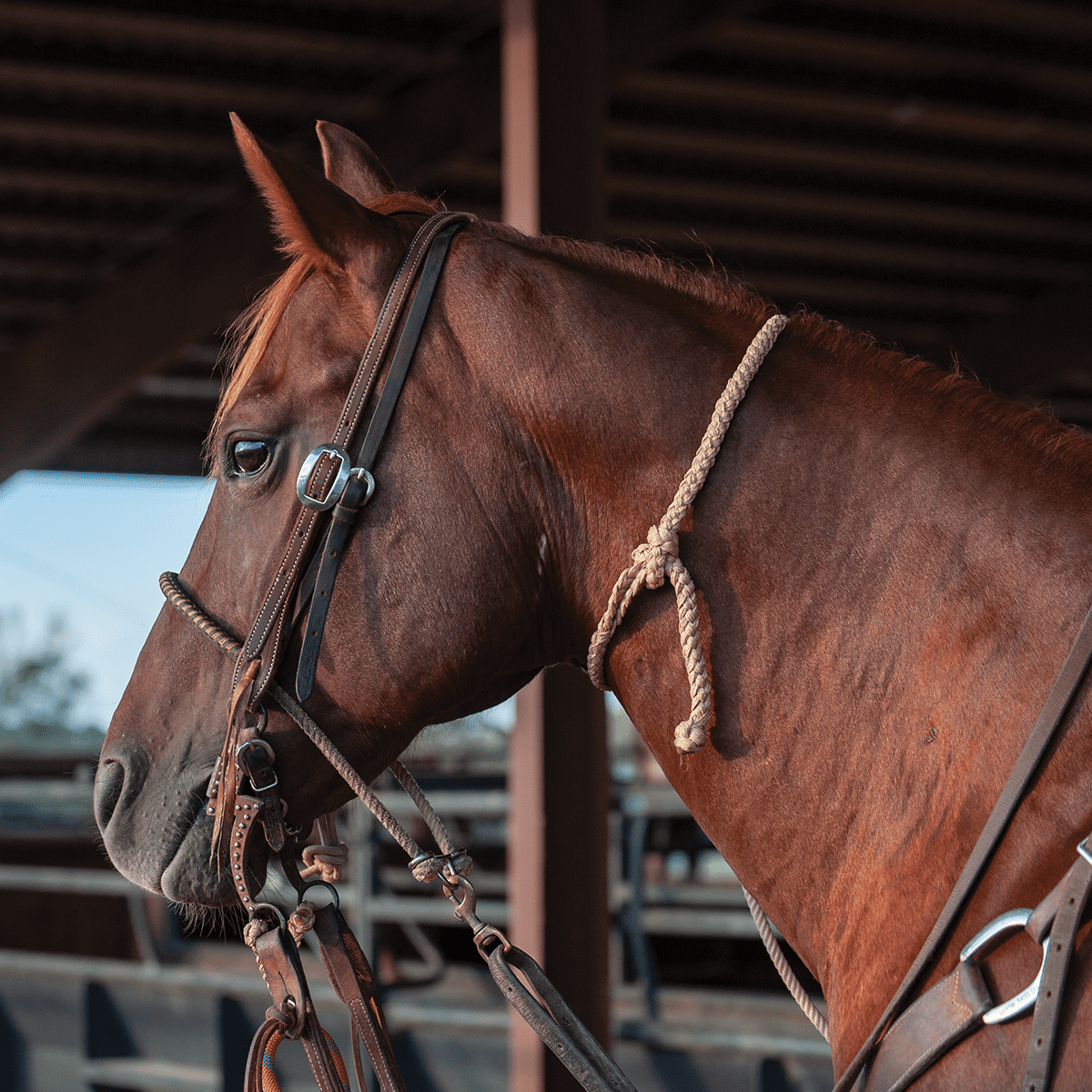 Rattler Quick Tie Neck Rope